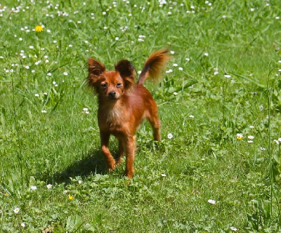 Étalon Russkiy Toy (Petit Chien Russe) - laskovaya rus' Oskar