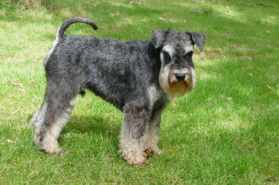 Étalon Schnauzer miniature - Udson des Iris Bleus