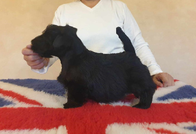 Étalon Scottish Terrier - Verascott Unlimited freedom