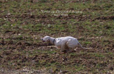 Étalon Setter Anglais - TR. CH. Nirtie du Parc des Chaumes