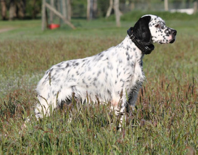 Étalon Setter Anglais - Tulipe de Roc Mignon