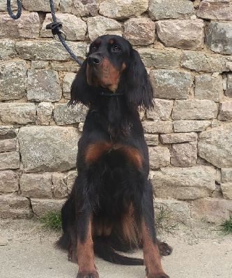 Étalon Setter Gordon - Tina de la Haute Bailly