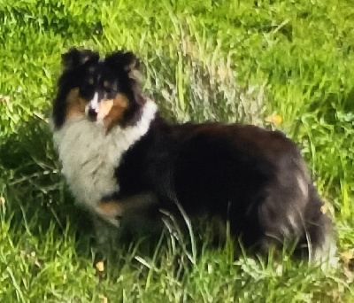 Étalon Shetland Sheepdog - Sweet black butterfly Du Royaume Des Renards