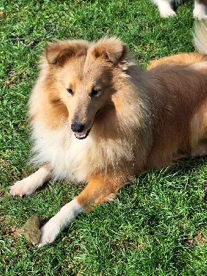 Étalon Shetland Sheepdog - CH. Ultimate gold master Des Plages De Goarem