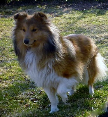 Étalon Shetland Sheepdog - Thelma manon Du Val Pontois