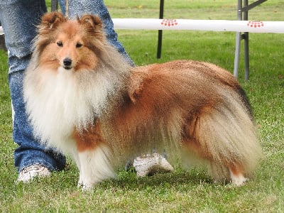 Étalon Shetland Sheepdog - Utopia secret love de La Lune De Feu