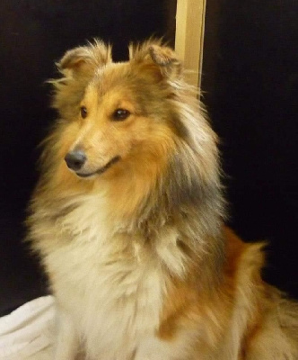 Étalon Shetland Sheepdog - Manon Du Val Pontois