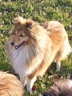 Étalon Shetland Sheepdog - Tweggy Aux bergers du Léman