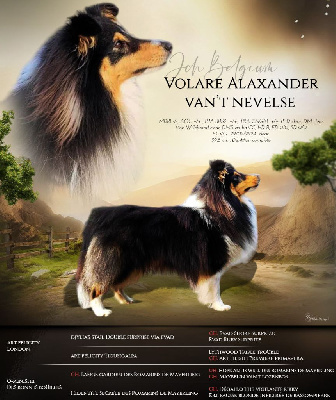 Étalon Shetland Sheepdog - CH. Volare alaxander Van't Nevelse