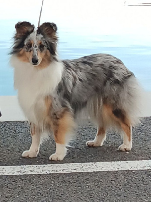 Étalon Shetland Sheepdog - Sissi impératrice Du castel de belle rose