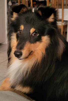 Étalon Shetland Sheepdog - achor's surprise Youichiro