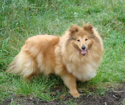 Étalon Shetland Sheepdog - Pretty woman Des mille Eclats des Tournesols