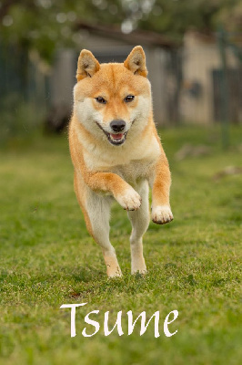 Étalon Shiba - Tsume (Sans Affixe)