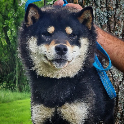 Étalon Shiba - Ukio De La Joaillerie De La Cour