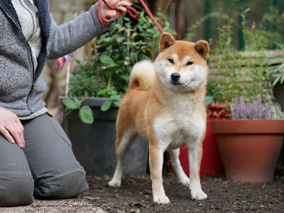 Étalon Shiba - Tilda Des Roses De Charlemagne