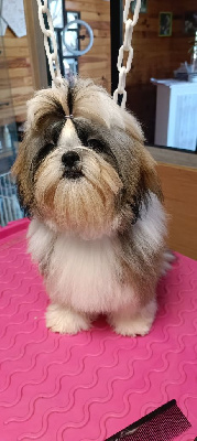 Étalon Shih Tzu - Une dynastie kimitzu-tchang De Gibedemeaux