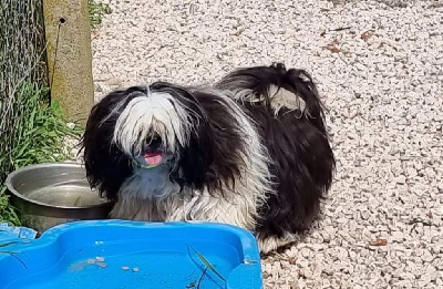 Étalon Shih Tzu - Tahaa dit trudy du Moulin de la Terrasse