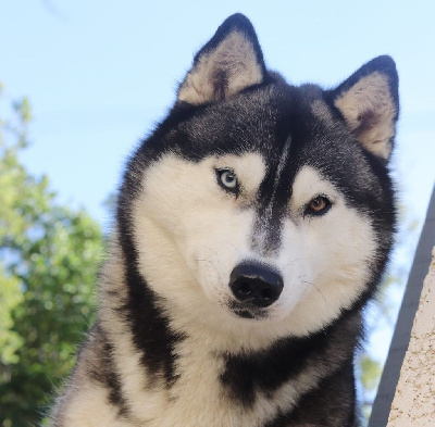 Étalon Siberian Husky - Eluna Lupu Di Castagniccia