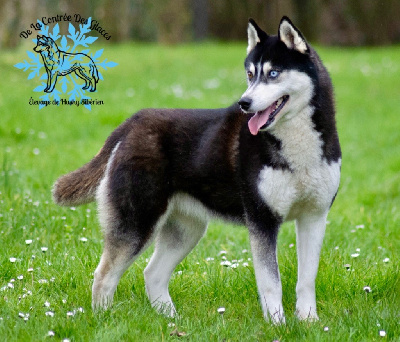 Étalon Siberian Husky - River of ice Wolves Of The Moon