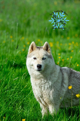 Étalon Siberian Husky - Life is good de l'écume des cimes blanches