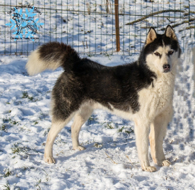 Étalon Siberian Husky - Powerful cold des rèves polaires