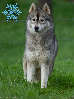 Étalon Siberian Husky - Taïga De La Contrée Des Glaces