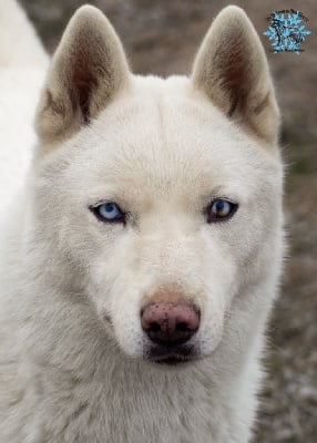 Étalon Siberian Husky - Phenaria De La Contrée Des Glaces