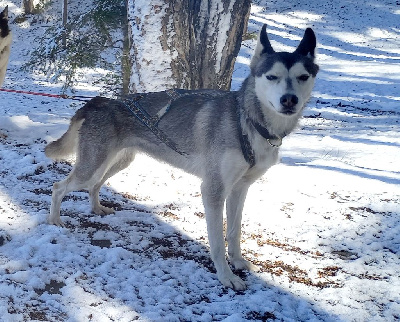 Étalon Siberian Husky - Sally of alta valley race