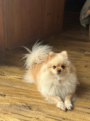 Étalon Spitz allemand - Dorry scarlett belle boule de marie