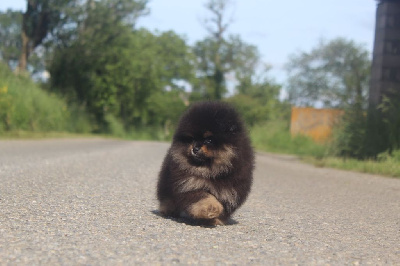 Étalon Spitz allemand - Valentino king of the cartel Lords of the Poms