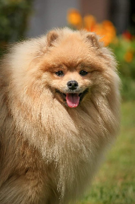 Étalon Spitz allemand - Un ourson des loups d'Aquitaine