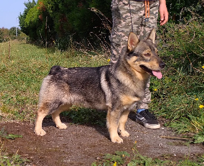 Thor thor des coeurs d'alene