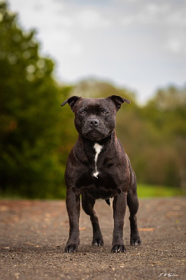 Étalon Staffordshire Bull Terrier - CH. R ka The Dream Of Lou Ann