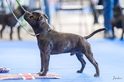 Rainbow Staffie Tony stark