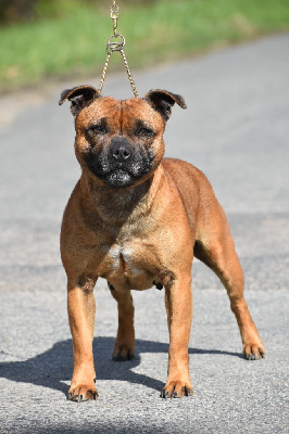 Étalon Staffordshire Bull Terrier - Phuma kwelanga du Royaume Du Nanny Dog
