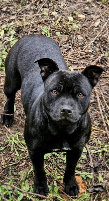 Étalon Staffordshire Bull Terrier - Tosca des Amours de Claya