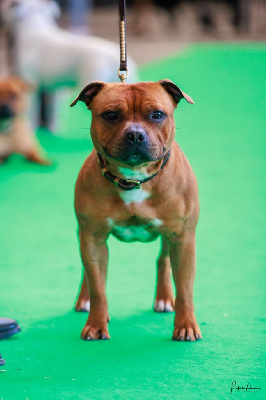 Étalon Staffordshire Bull Terrier - Tuning the first one Du Domaine O'razzia And Rose