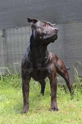 Étalon Staffordshire Bull Terrier - Ricci (Sans Affixe)