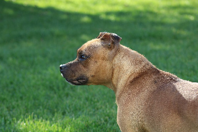 Étalon Staffordshire Bull Terrier - Odyle de la maison des fées