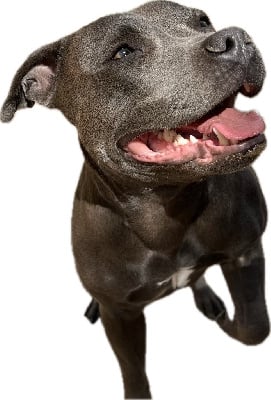 Étalon Staffordshire Bull Terrier - Shaïna (Sans Affixe)