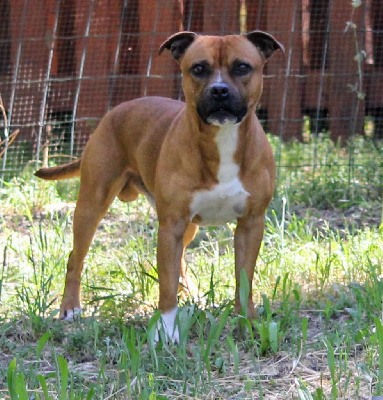 Étalon Staffordshire Bull Terrier - Oogie Boogie Perry