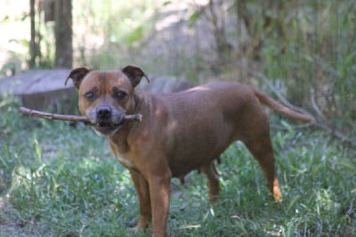 Étalon Staffordshire Bull Terrier - Oogie Boogie Nao