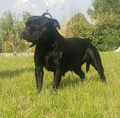 Étalon Staffordshire Bull Terrier - Regina De La Cruz Del Sur