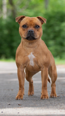 Étalon Staffordshire Bull Terrier - Unstoppable for win aka unie Of English Stafford