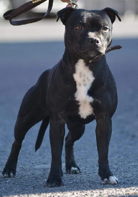 Étalon Staffordshire Bull Terrier - Sailor moon Rainbow Staffie