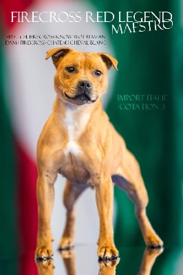 Étalon Staffordshire Bull Terrier - firecross Red legend