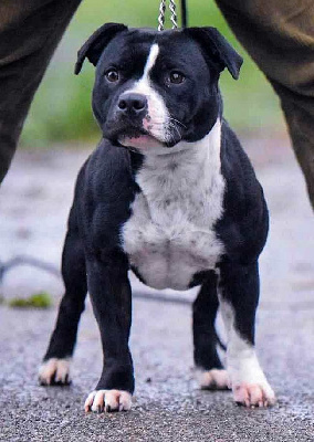 Étalon Staffordshire Bull Terrier - Shanon (Sans Affixe)