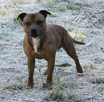 Étalon Staffordshire Bull Terrier - Oogie Boogie Nelson