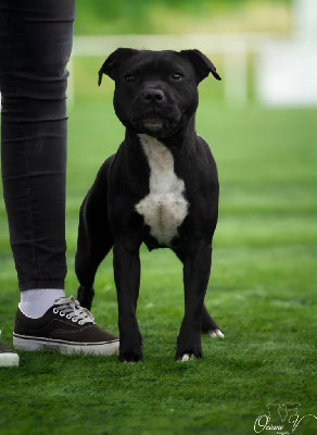 Étalon Staffordshire Bull Terrier - Sanako (Sans Affixe)