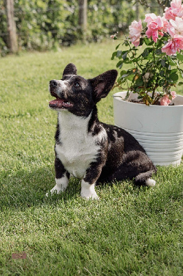 Étalon Welsh Corgi Cardigan - Umea - unreal demarico (Sans Affixe)